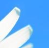 acen